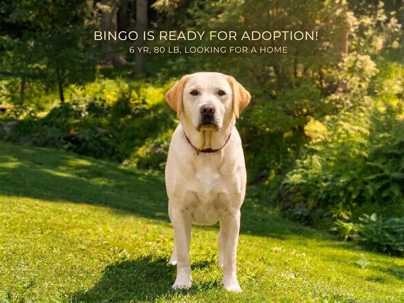 An adult large-sized male Yellow / Tan / Blond / Fawn Yellow Labrador Retriever dog named Bingo for adoption in Ossining, NY