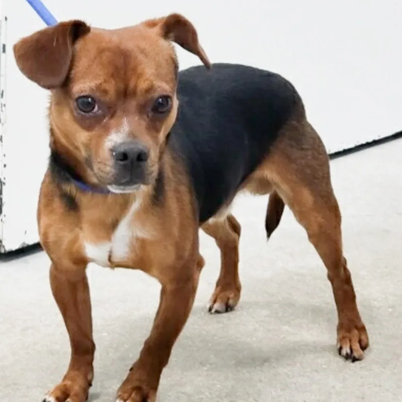 A young small-sized male Chihuahua dog named Reef for adoption in Albany, NY