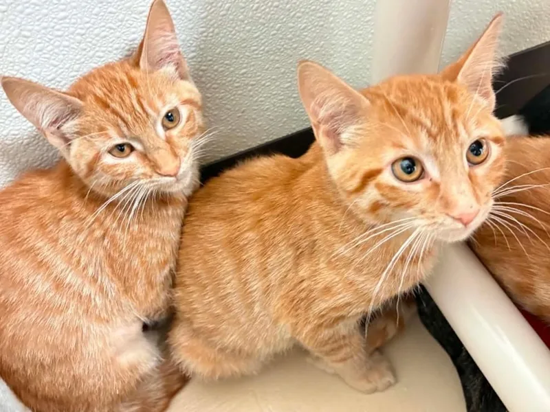 A baby large-sized male Tabby (Orange / Red) Domestic Short Hair cat named Dakota for adoption in Springfield, IL