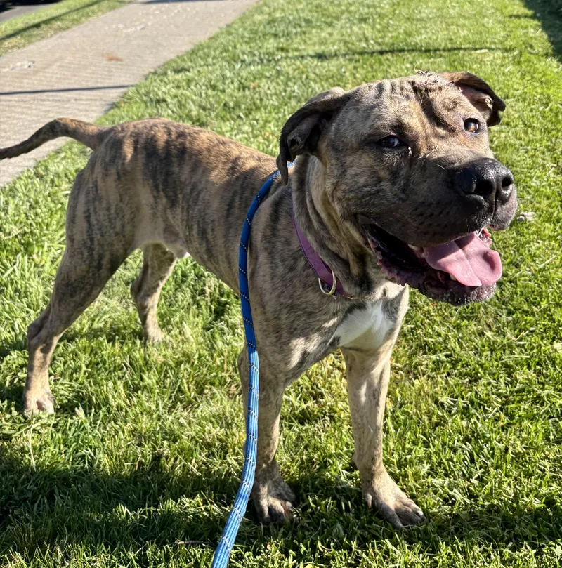 An adult medium-sized male Brindle Pit Bull Terrier dog named Cadillac for adoption in Buffalo, NY