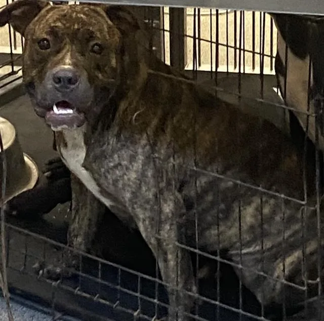 A young large-sized female Mixed Breed dog named Winifred for adoption in Dallas, TX