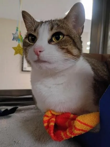 An adult large-sized female Domestic Short Hair cat named Tippy for adoption in West Chester, PA