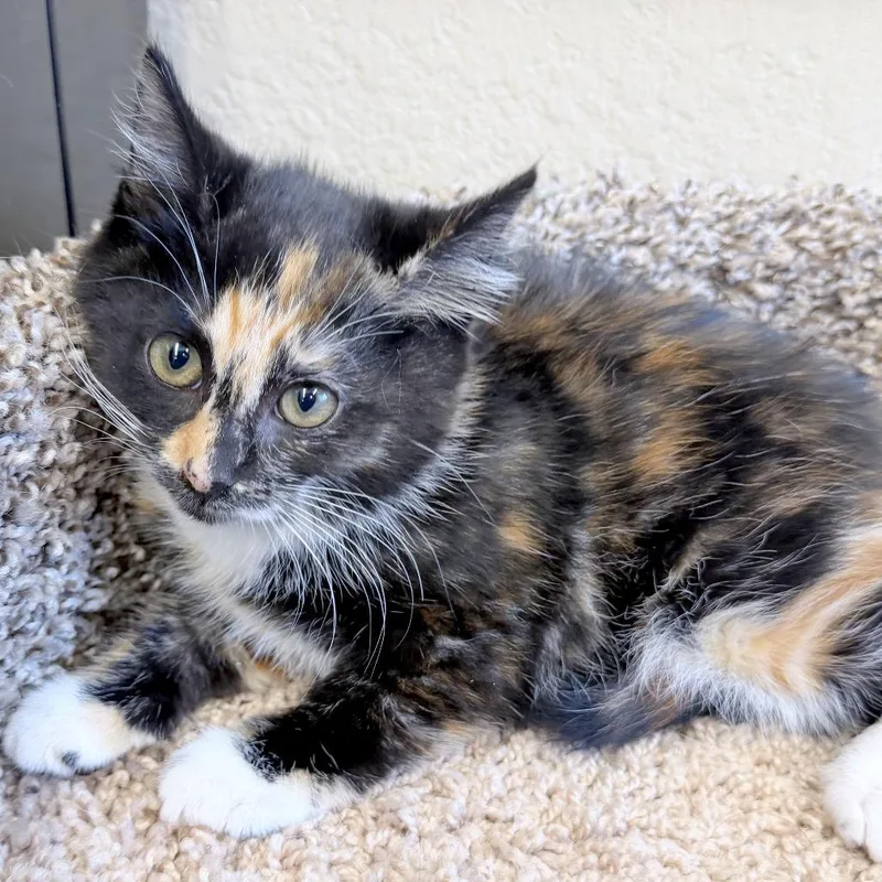 A baby small-sized female Calico Domestic Short Hair cat named Din for adoption in Medford, OR