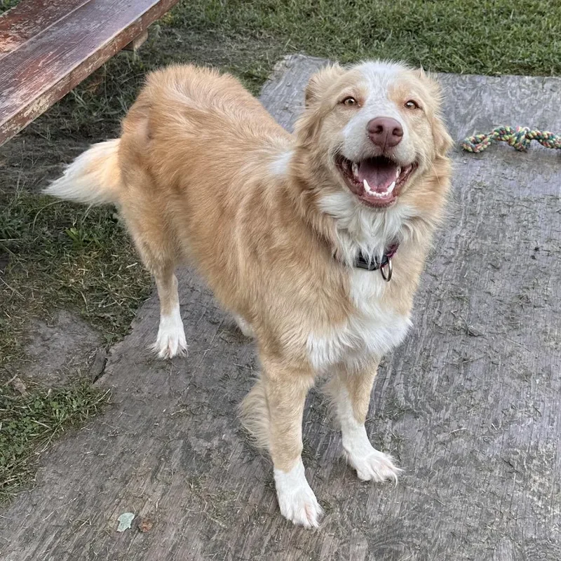 An adult medium-sized female Australian Shepherd dog named Missy for adoption in Chesapeake, VA