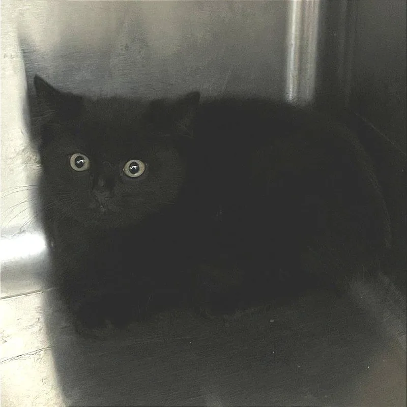 A baby small-sized female Black Domestic Short Hair cat named Sansy for adoption in Chattanooga, TN