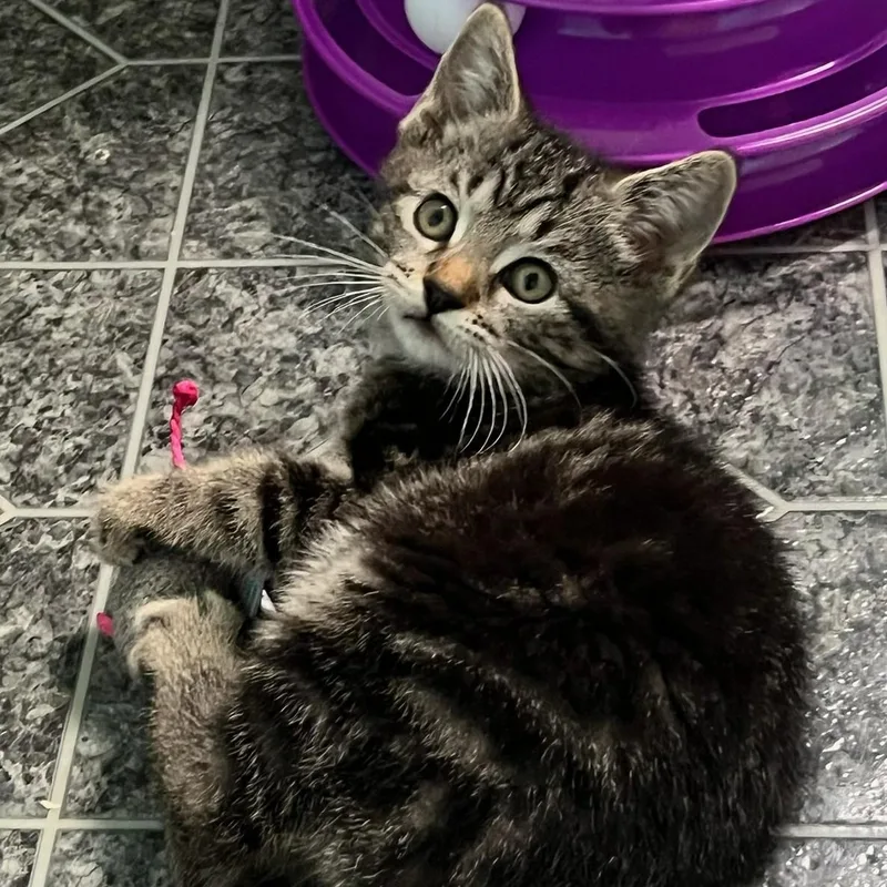 A baby medium-sized male Tabby (Brown / Chocolate) Domestic Short Hair cat named Muffin for adoption in Johnson City, TN