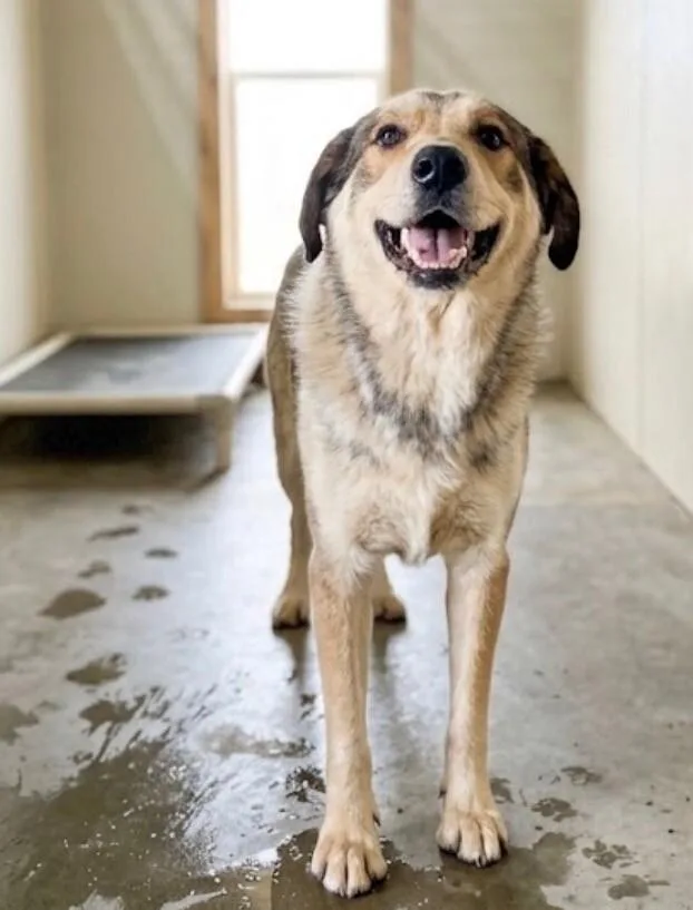 A young medium-sized male Anatolian Shepherd dog named Bruce for adoption in Windsor, CO