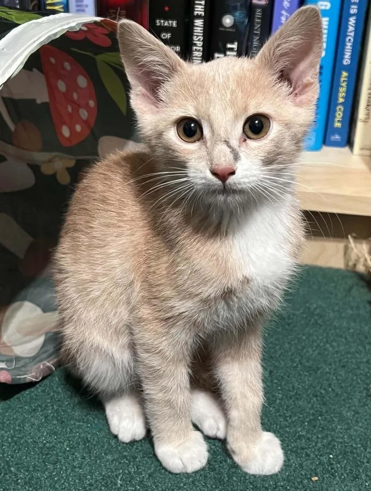 A baby small-sized male Domestic Short Hair cat named Peach for adoption in tucson, AZ