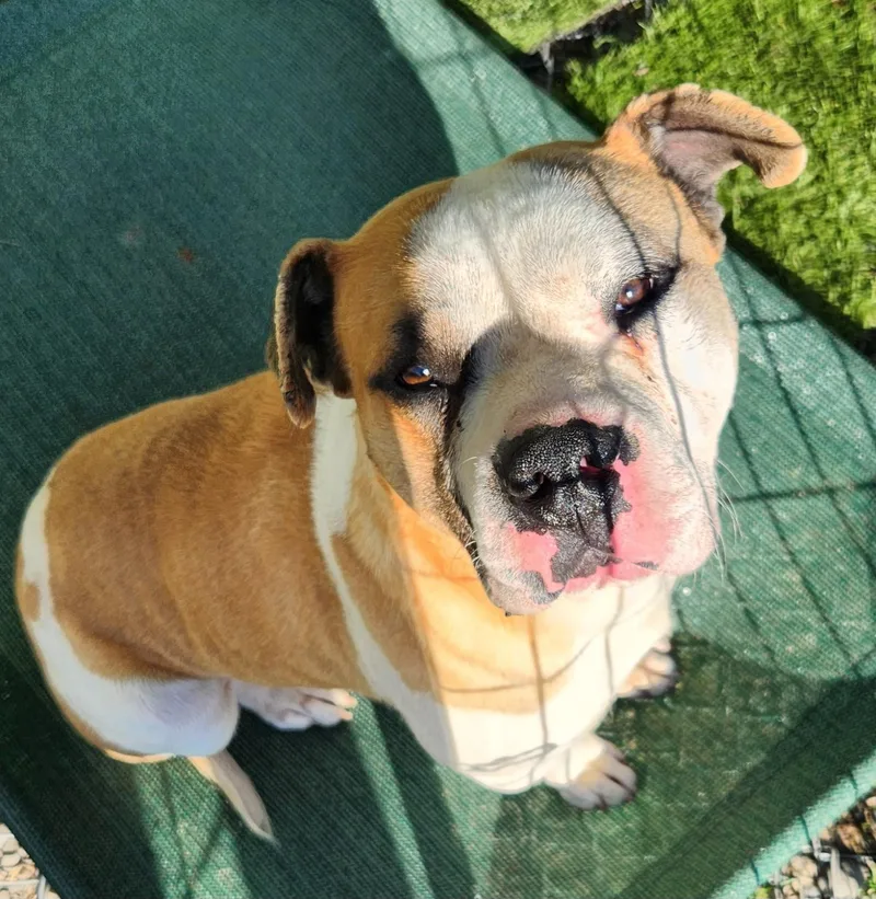An adult large-sized male White / Cream Pit Bull Terrier dog named Bear for adoption in Billings, MT