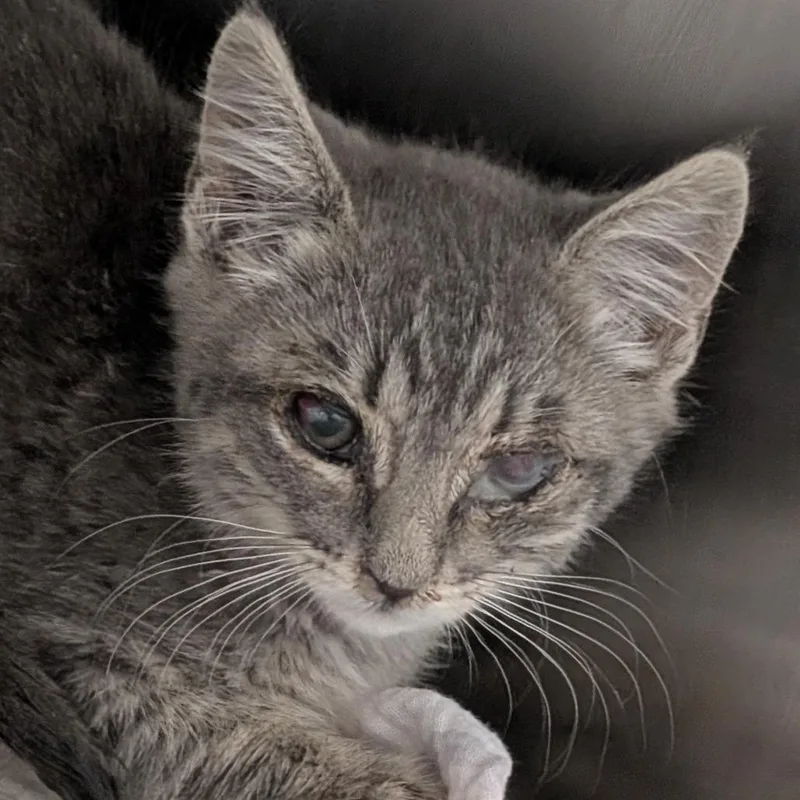 A baby small-sized male Gray / Blue / Silver Domestic Short Hair cat named Tobias for adoption in Buffalo, WY