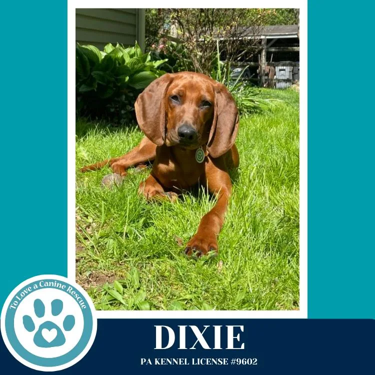 Dixie