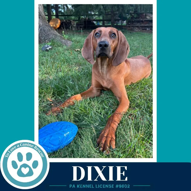 Dixie thumbnail 2