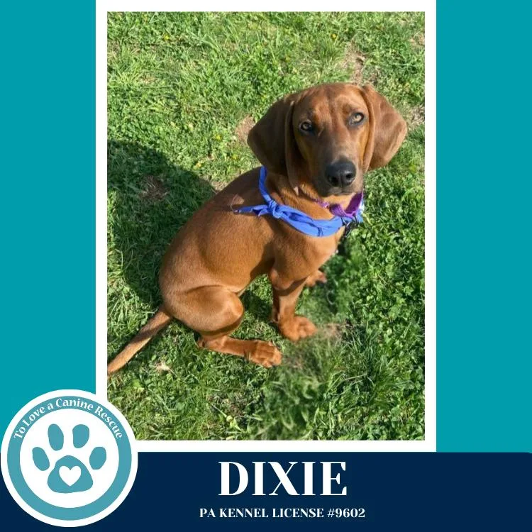 Dixie thumbnail 3