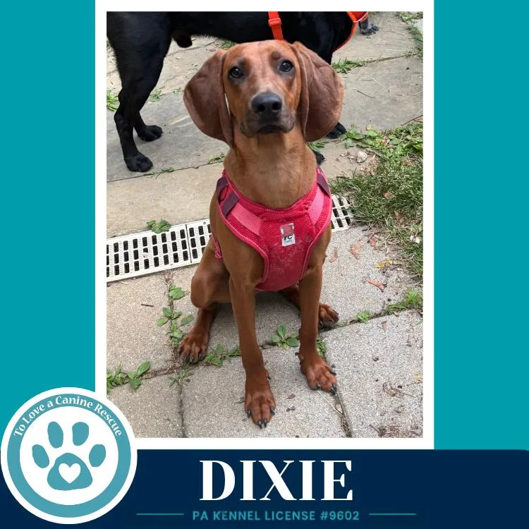 Dixie thumbnail 4