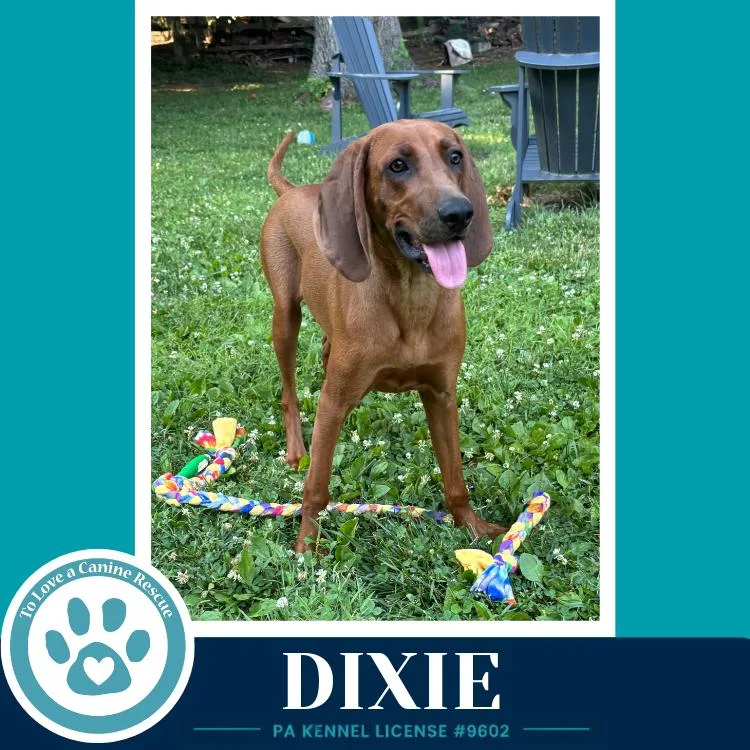 Dixie thumbnail 5