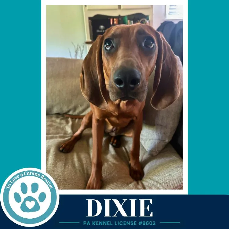 Dixie thumbnail 6