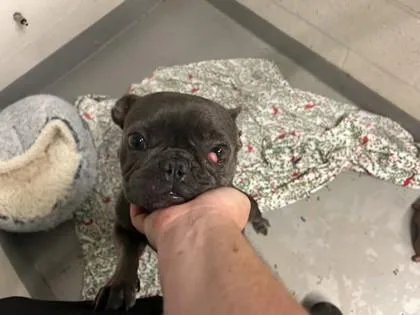 An adult small-sized female French Bulldog dog named DJ Suki for adoption in Largo, FL
