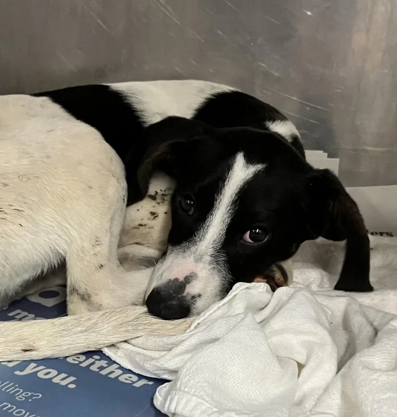 A baby medium-sized female Black Mixed Breed dog named Chickadee for adoption in Parma, OH