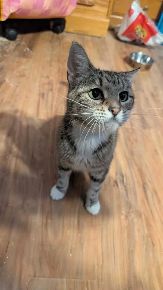 An adult medium-sized female Domestic Short Hair cat named Edamame for adoption in North Brunswick, NJ