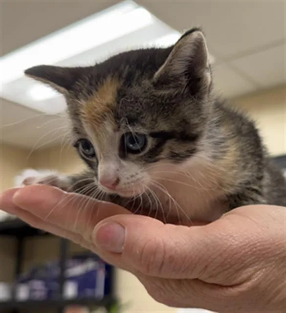 A baby small-sized female Domestic Short Hair cat named Regina George for adoption in Aliquippa, PA