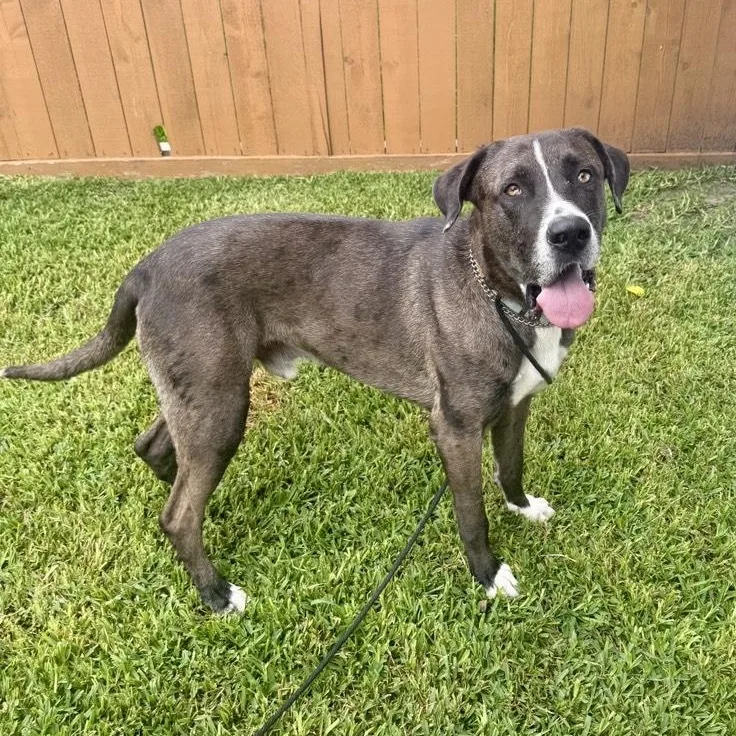 Rex thumbnail 5