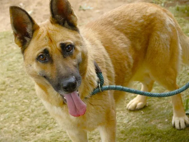 An adult medium-sized female German Shepherd Dog dog named Princess for adoption in Tallahassee, FL