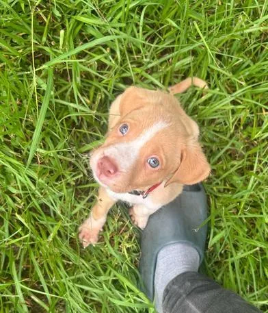 A baby medium-sized male Red / Chestnut / Orange Labrador Retriever dog named Waffle for adoption in Liverpool, TX