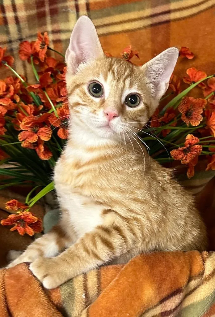 A baby small-sized male Domestic Short Hair cat named Paul for adoption in Stillwater, OK