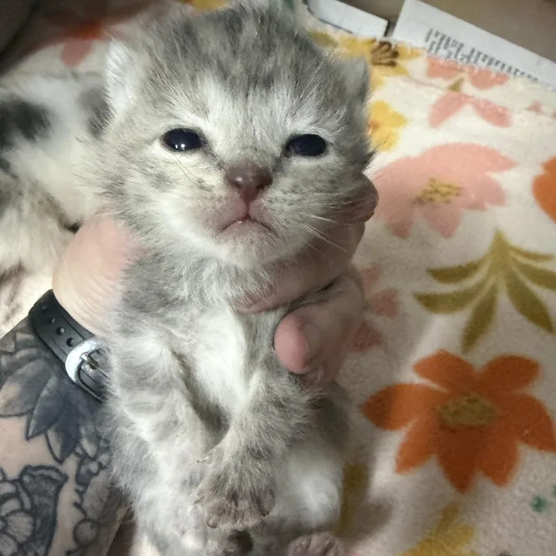 A baby small-sized female Gray / Blue / Silver Domestic Short Hair cat named Patacake for adoption in Marion, VA