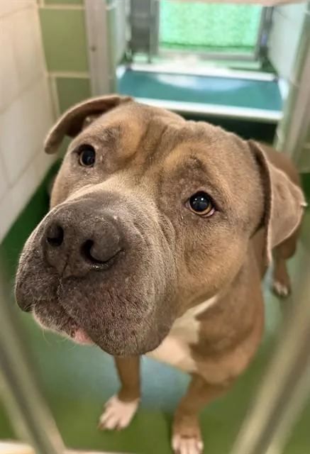 A young large-sized male Mixed Breed dog named Carl for adoption in Dallas, TX