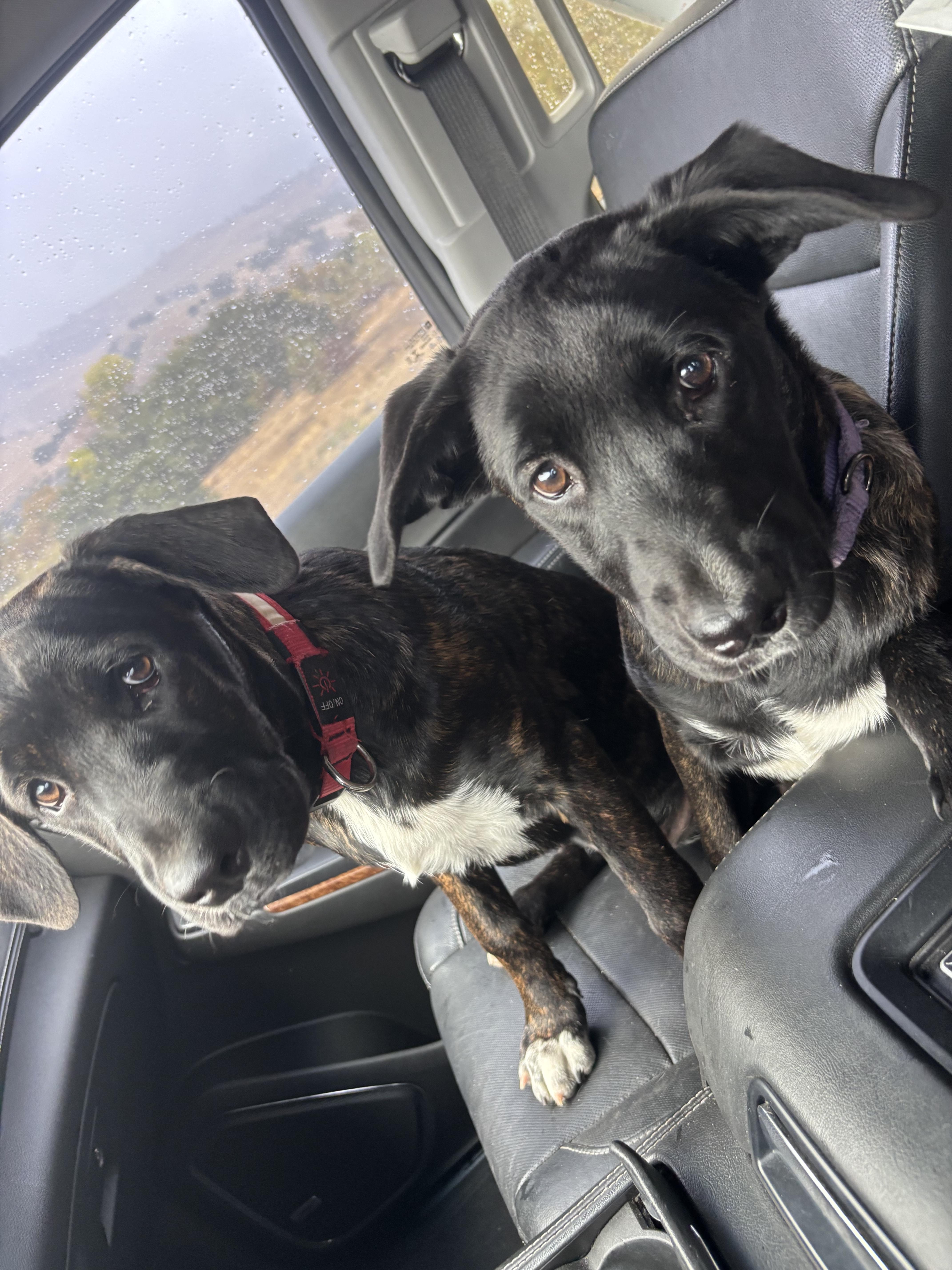 A baby medium-sized female Brindle Mastiff dog named Floof for adoption in Hayward, CA