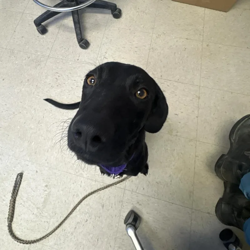 An adult medium-sized female Labrador Retriever dog named Crunchwrap for adoption in Austin, TX