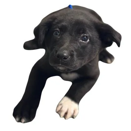 A baby medium-sized female Labrador Retriever dog named Esme for adoption in Red Bluff, CA
