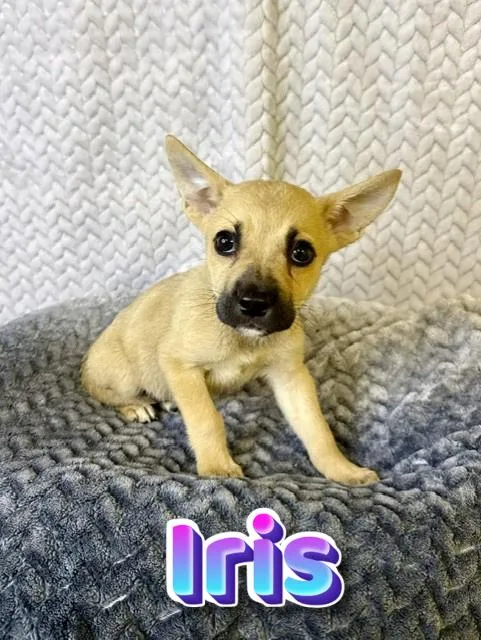 A baby medium-sized female Apricot / Beige Belgian Shepherd / Malinois dog named Iris for adoption in Comfort, TX