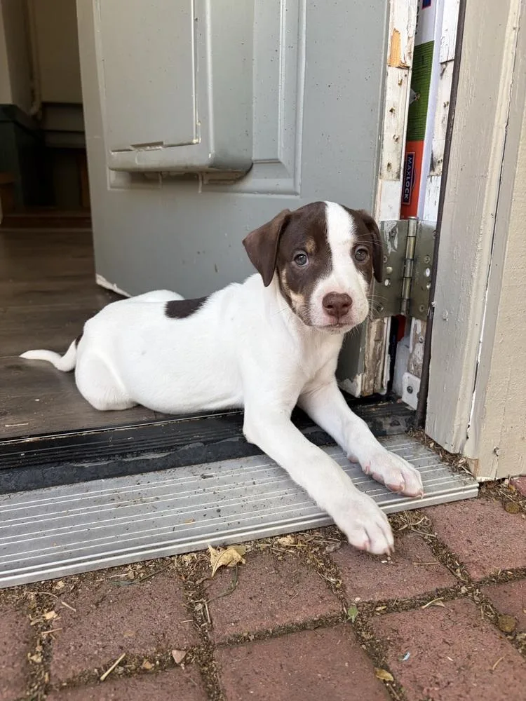 A baby medium-sized male Australian Kelpie dog named Heath for adoption in Thornton, CO