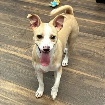 A young medium-sized female Yellow / Tan / Blond / Fawn Mixed Breed dog named Pinky for adoption in Jeffersonville, IN