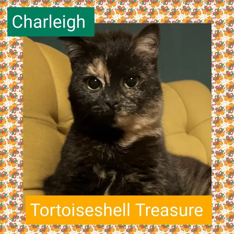A young medium-sized female Tortoiseshell Domestic Short Hair cat named Charleigh for adoption in Sedalia, MO