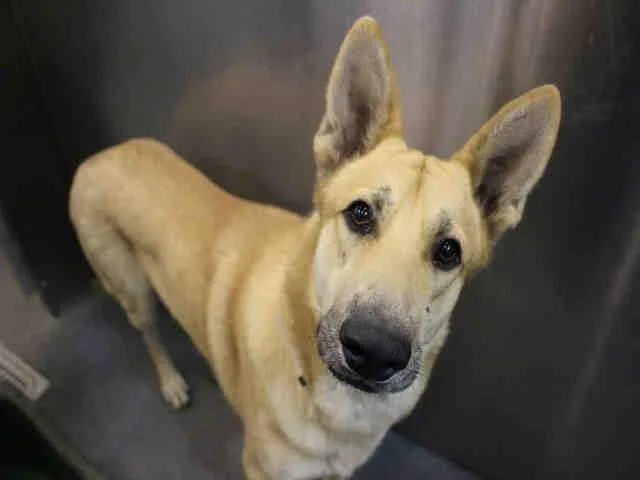 A senior large-sized male German Shepherd Dog dog named Rex for adoption in Dallas, TX