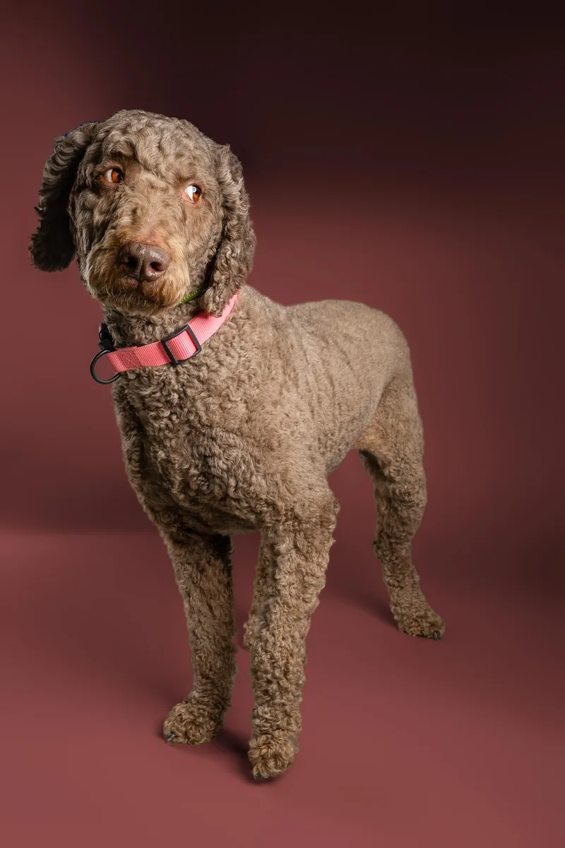 An adult large-sized female Brown / Chocolate Goldendoodle dog named Mocha Latte for adoption in Tyler, TX