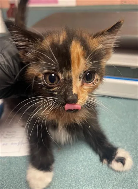 A baby small-sized female Domestic Short Hair cat named Arlow for adoption in Columbia, SC