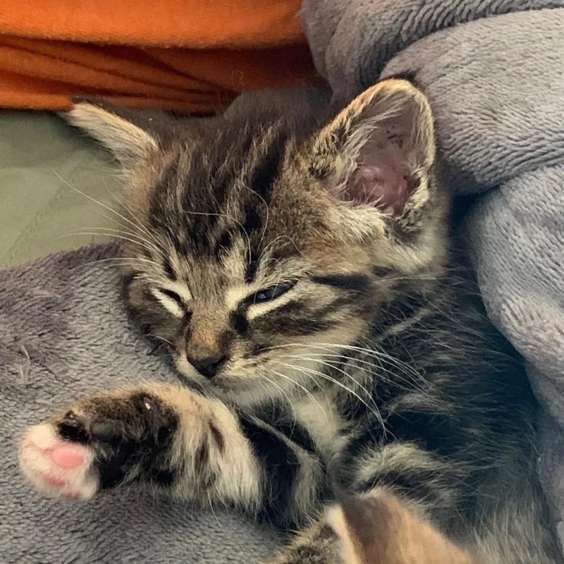 A baby small-sized female Gray / Blue / Silver Domestic Short Hair cat named Brandywine Located in for adoption in Alexandria, VA