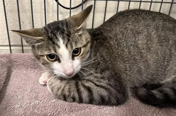 A baby medium-sized male Domestic Short Hair cat named Restless Ron for adoption in Peoria, IL