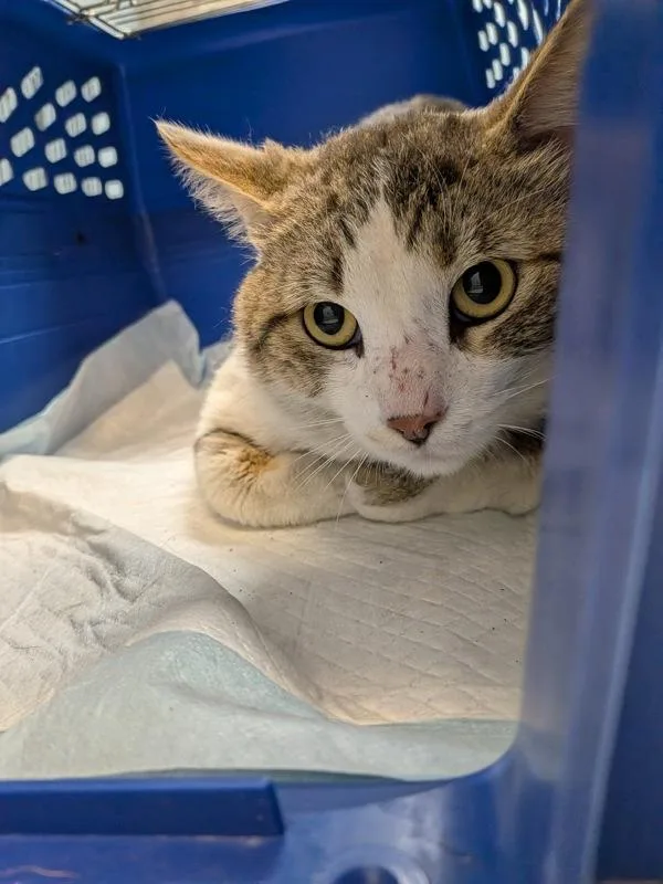 An adult medium-sized male Domestic Short Hair cat named Kalahari for adoption in San Diego, CA