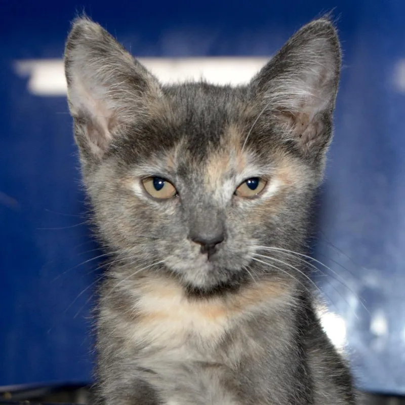 A baby small-sized female Tortoiseshell Domestic Short Hair cat named Niffty for adoption in Los Angeles, CA