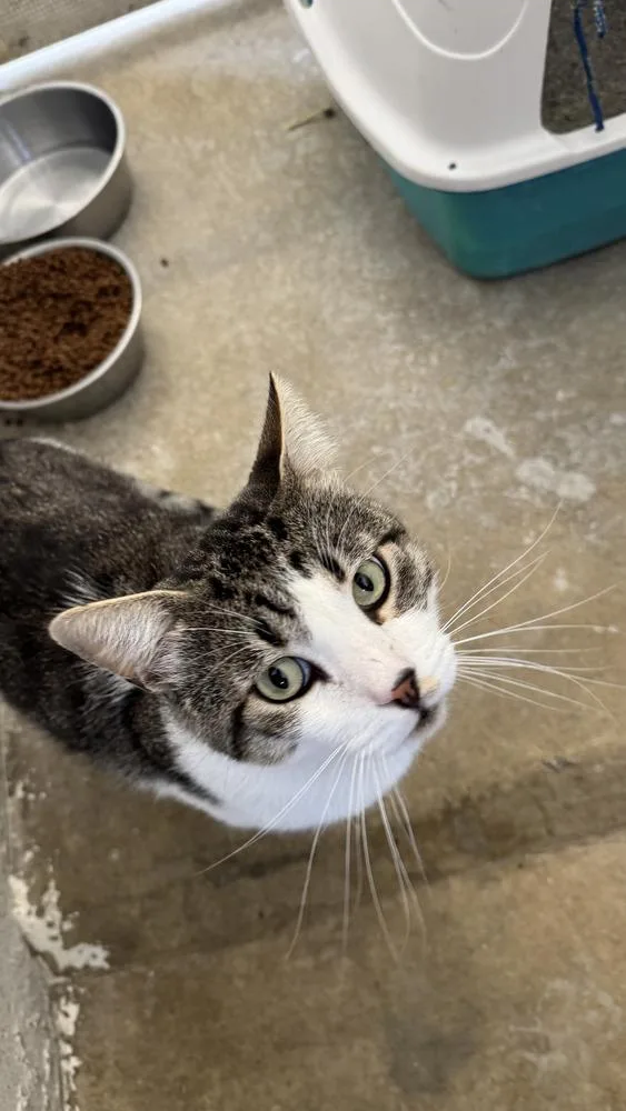 A young medium-sized male Gray & White Domestic Short Hair cat named Biggie for adoption in Ontario, CA