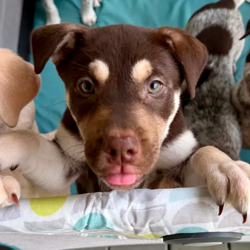 A baby medium-sized female Brown / Chocolate Shepherd dog named Fernie LH for adoption in Austin, TX
