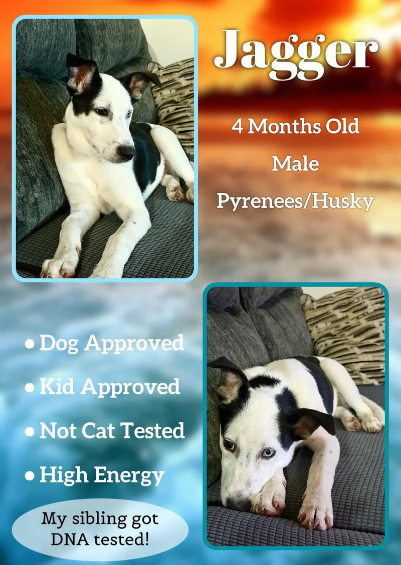 A baby medium-sized male Great Pyrenees dog named Jagger Rock for adoption in Jacksonville, NC