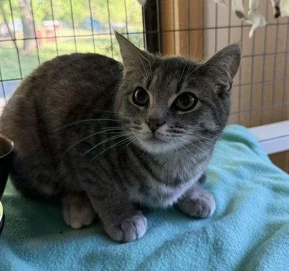 An adult small-sized female Gray & White Domestic Short Hair cat named Miss Hiss for adoption in Midland, VA