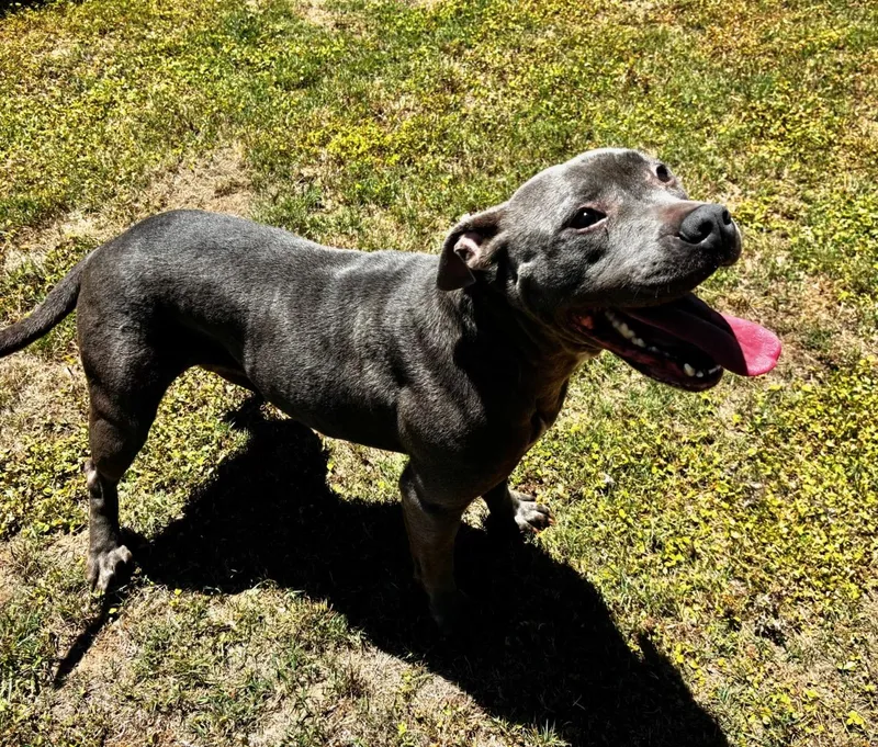 An adult medium-sized female Pit Bull Terrier dog named Tiana for adoption in Appling, GA