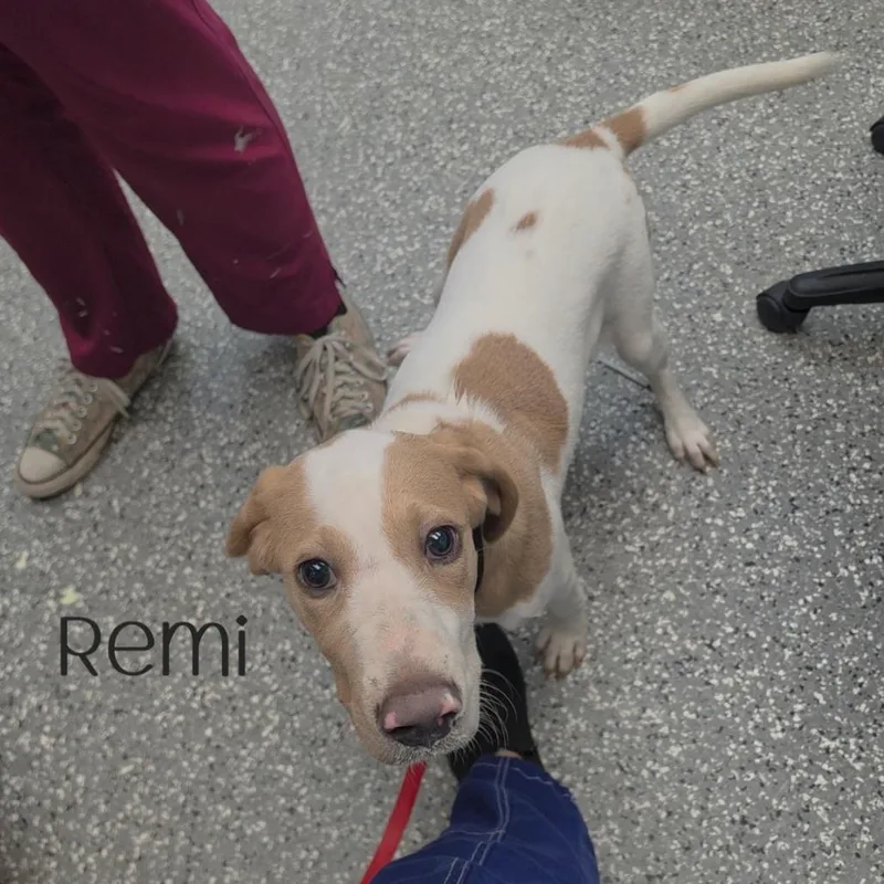 Remi thumbnail 2